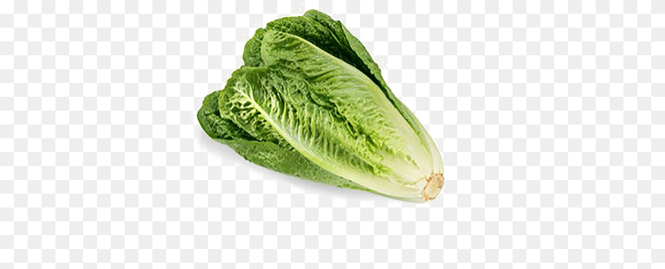 Romaine Lettuce Download Romaine Lettuce, Food, Plant, Produce, Vegetable Png Image