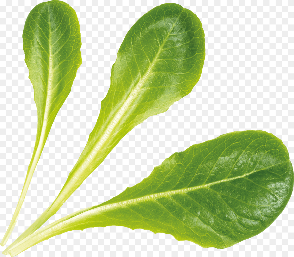 Romaine Lettuce Fresh, Food, Leaf, Plant, Produce Free Png Download