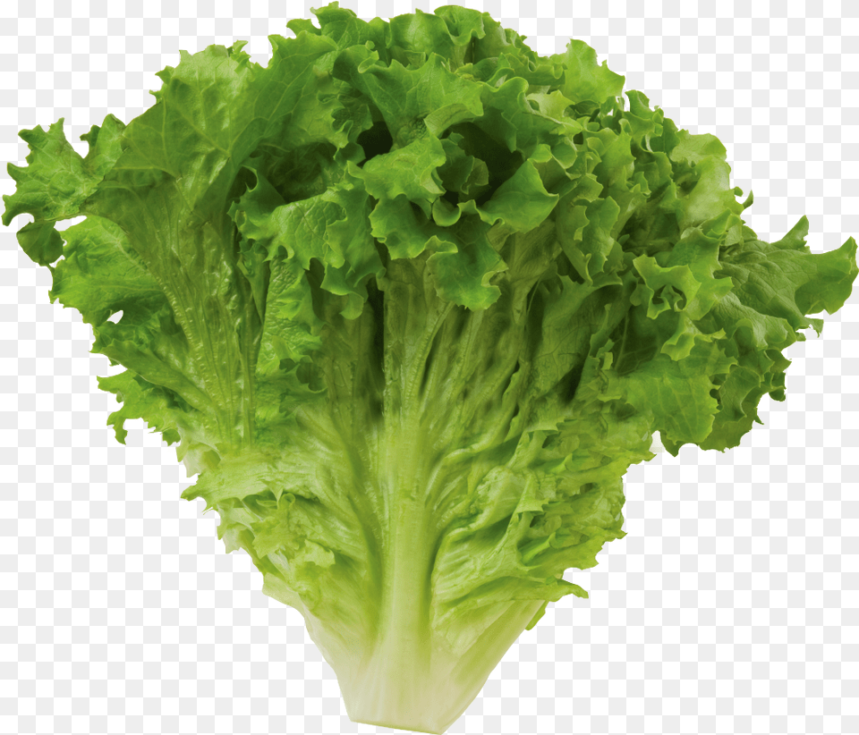 Romaine Lettuce Green Leaf Lettuce, Food, Plant, Produce, Vegetable Png Image