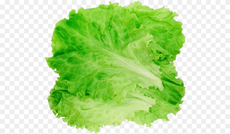 Romaine Lettuce Hamburger Salad Clip Lettuce, Food, Plant, Produce, Vegetable Free Transparent Png