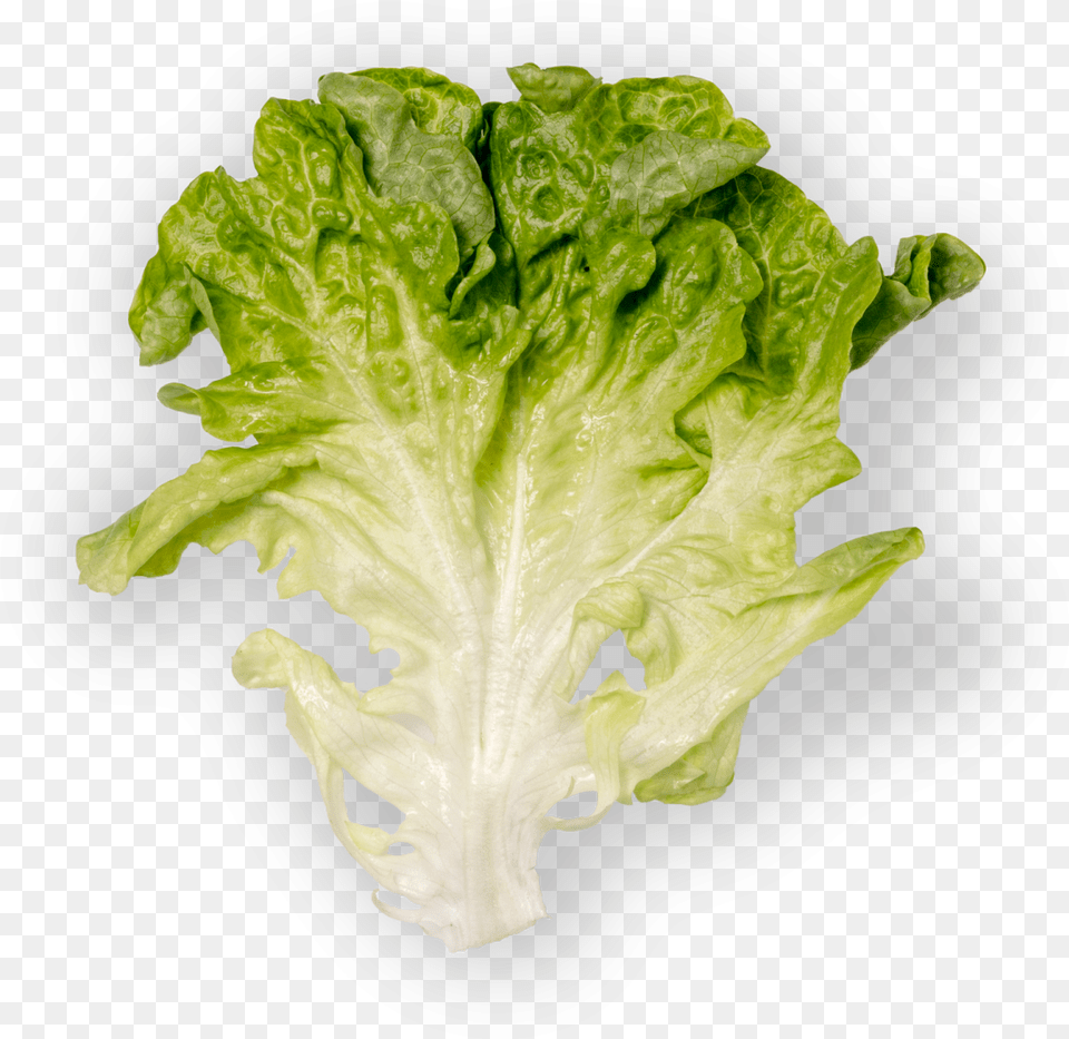Romaine Lettuce Hd Download Download Romaine Lettuce, Food, Plant, Produce, Vegetable Png