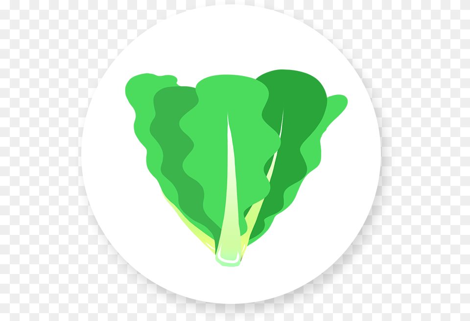 Romaine Lettuce Illustration, Leaf, Plant, Food, Produce Png Image