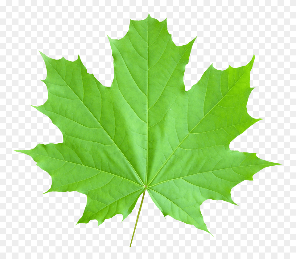 Romaine Lettuce Leaf, Plant, Tree, Maple Png Image