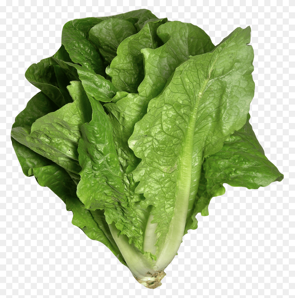 Romaine Lettuce Image, Food, Plant, Produce, Vegetable Free Png