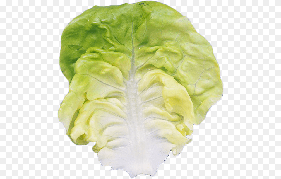 Romaine Lettuce Leaf Vegetable Iceburg Lettuce, Food, Plant, Produce, Flower Free Transparent Png