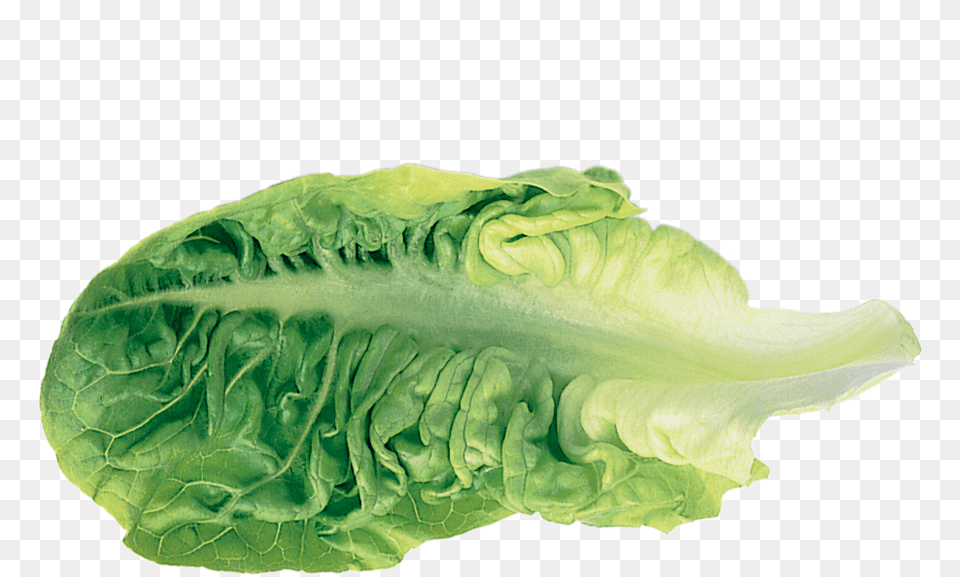 Romaine Lettuce Leaf Vegetable Lettuce Leaf, Food, Plant, Produce Free Png Download