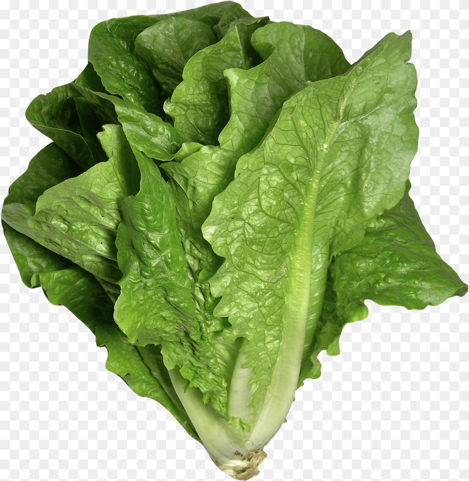 Romaine Lettuce Lettuce, Food, Plant, Produce, Vegetable Free Transparent Png
