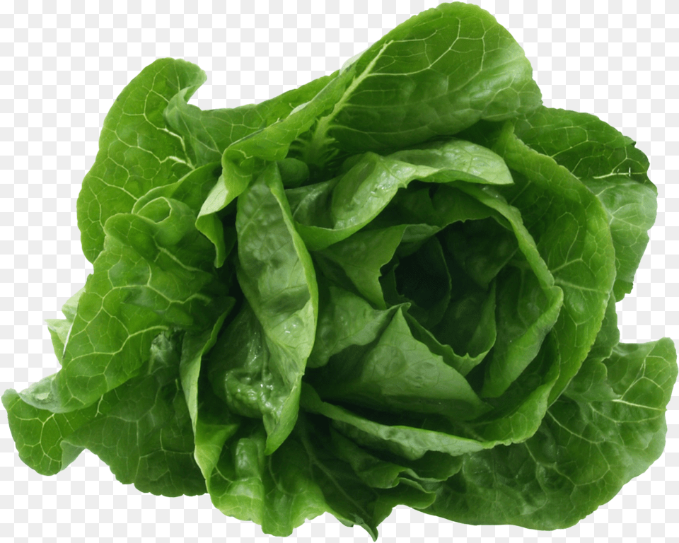 Romaine Lettuce Lettuce Scientific Name, Food, Plant, Produce, Vegetable Png Image