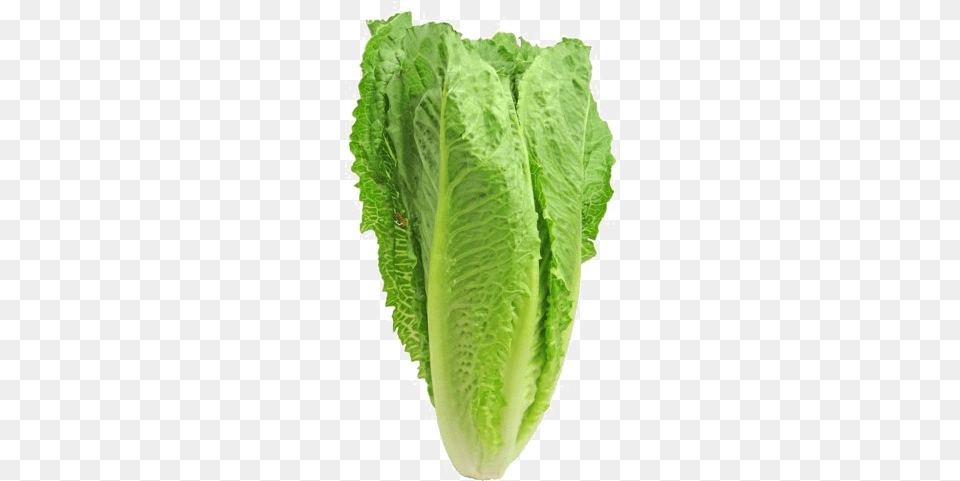 Romaine Lettuce Pic Romaine Lettuce, Food, Plant, Produce, Vegetable Free Transparent Png