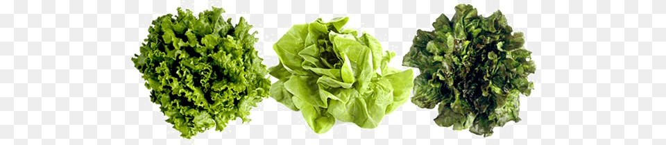 Romaine Lettuce Picture Lettuces, Food, Plant, Produce, Vegetable Free Transparent Png
