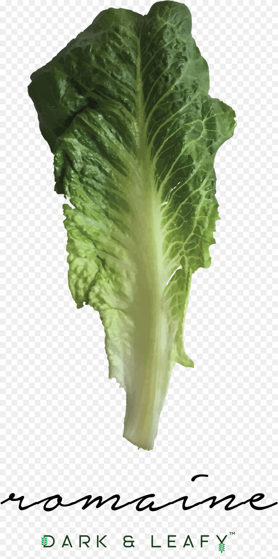 Romaine Lettuce Print Superfood, Food, Plant, Produce, Vegetable Free Png Download