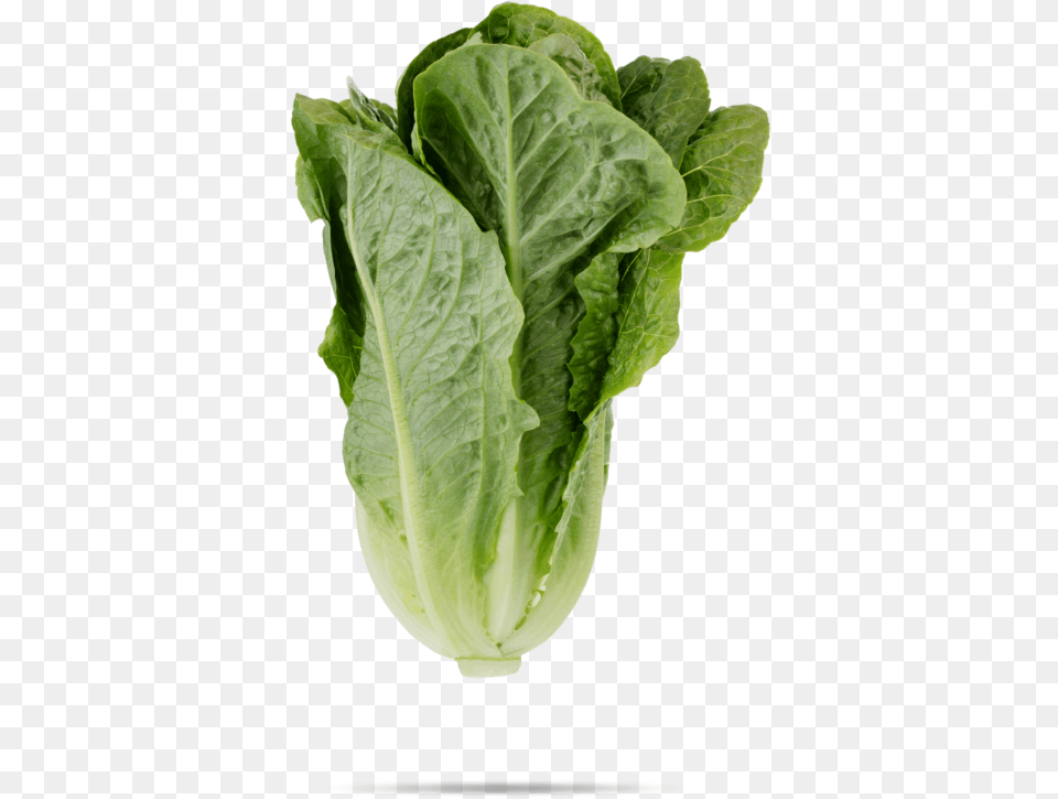 Romaine Lettuce Revistas De Agricultura, Food, Plant, Produce, Vegetable Free Png