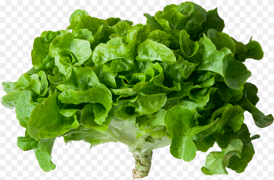 Romaine Lettuce Romaine Lettuce, Food, Plant, Produce, Vegetable Free Png Download