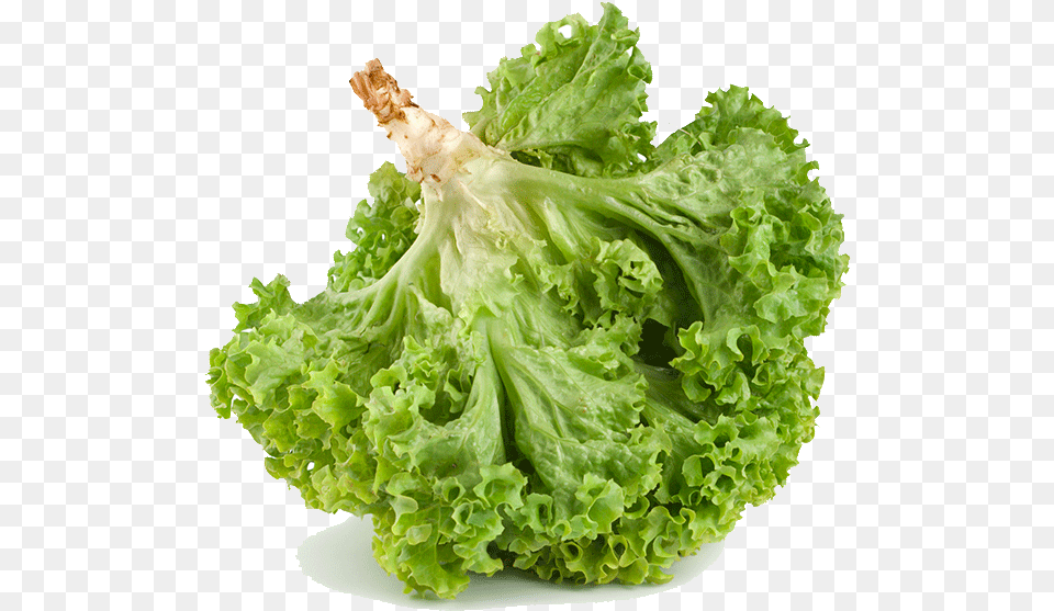 Romaine Lettuce Transparent Image Iceburg Lettuce, Food, Plant, Produce, Vegetable Free Png