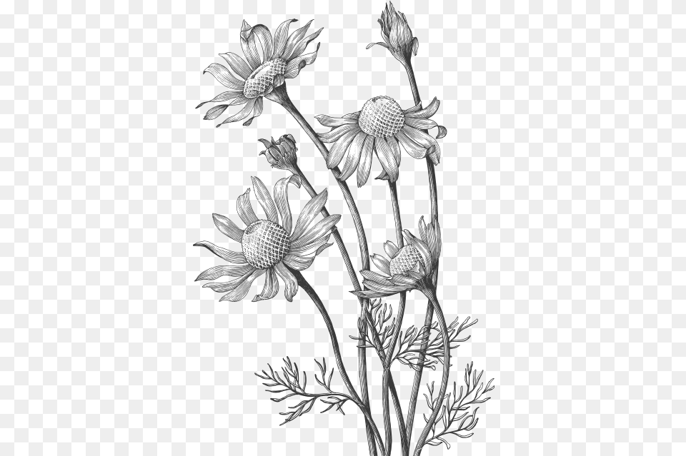 Roman Chamomile Essential Oils And Products Wild Flower Hand Draw, Art, Daisy, Plant, Drawing Free Transparent Png