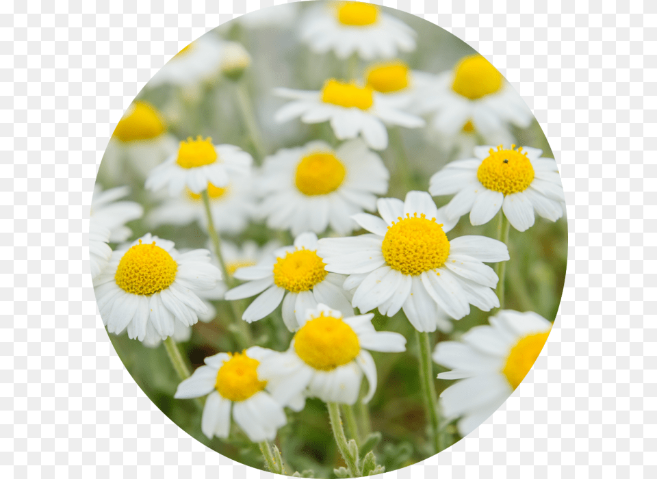 Roman Chamomile Flower, Daisy, Plant, Photography, Petal Free Transparent Png