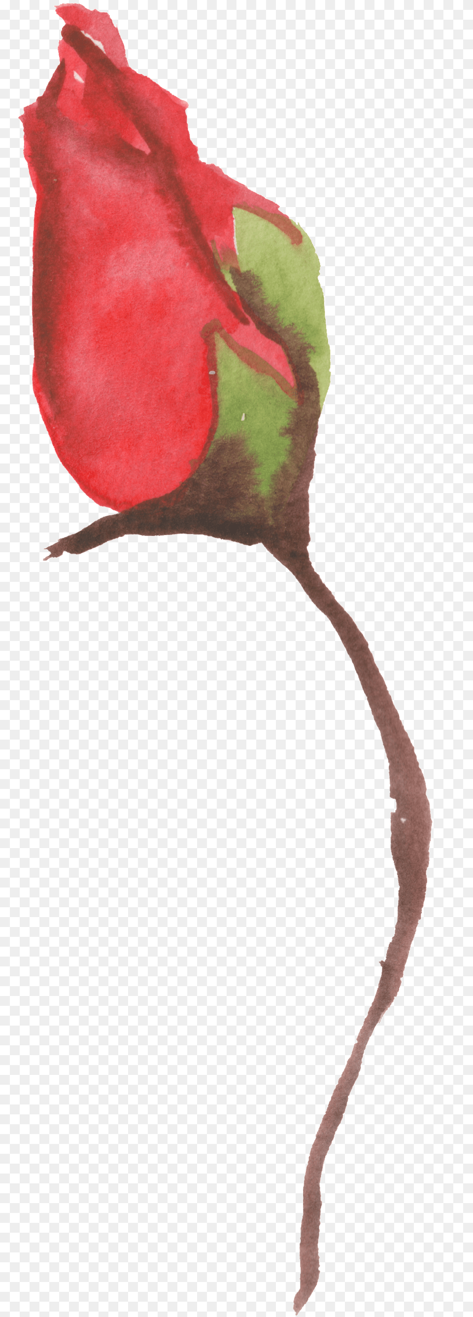 Romantic And Ambiguous To Put Roses Transparent Decorative Watercolor Painting, Bud, Flower, Petal, Plant Png Image
