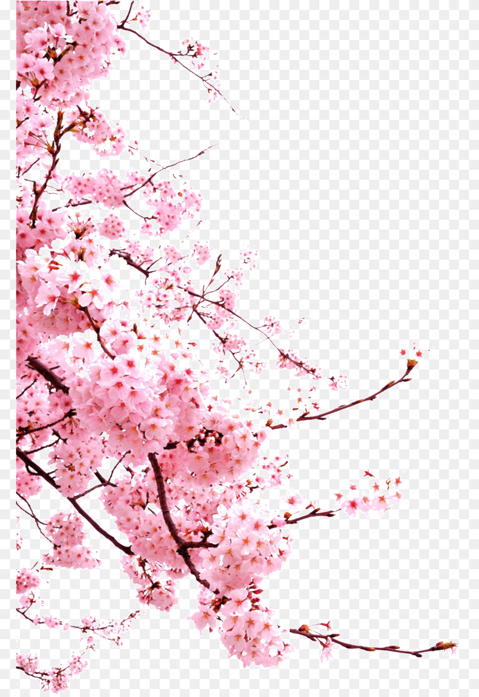 Romantic Chinese Style Painted Pink Flower Elements Japanese Cherry Blossom, Cherry Blossom, Plant Png Image