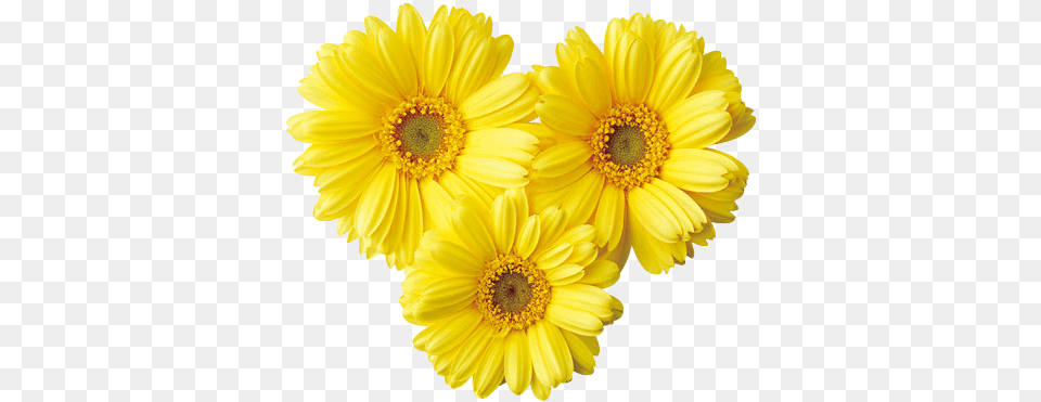 Romantic Flower Photo Background Yellow Aesthetic Flowers, Daisy, Petal, Plant, Anemone Free Png Download