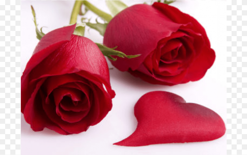 Romantic Good Morning And Good Night, Flower, Petal, Plant, Rose Free Png
