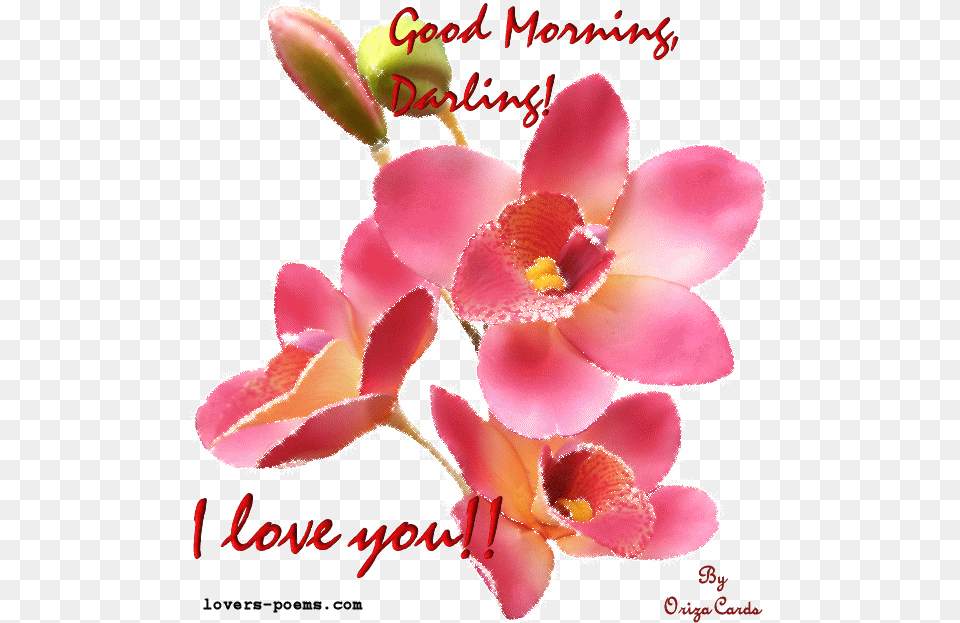 Romantic Good Morning Husband, Flower, Orchid, Petal, Plant Free Png Download