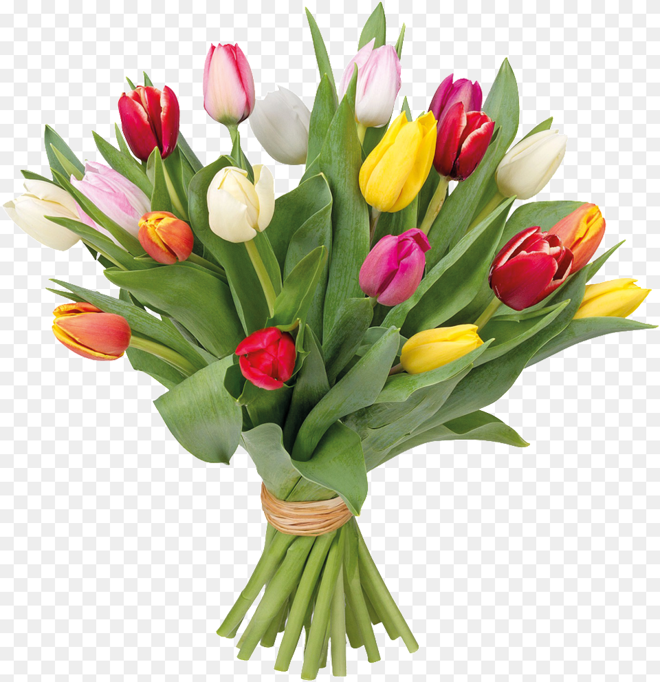 Romantic Hand Pot Flower Cartoon Transparent Tulpaner Bukett, Flower Arrangement, Flower Bouquet, Plant, Tulip Png