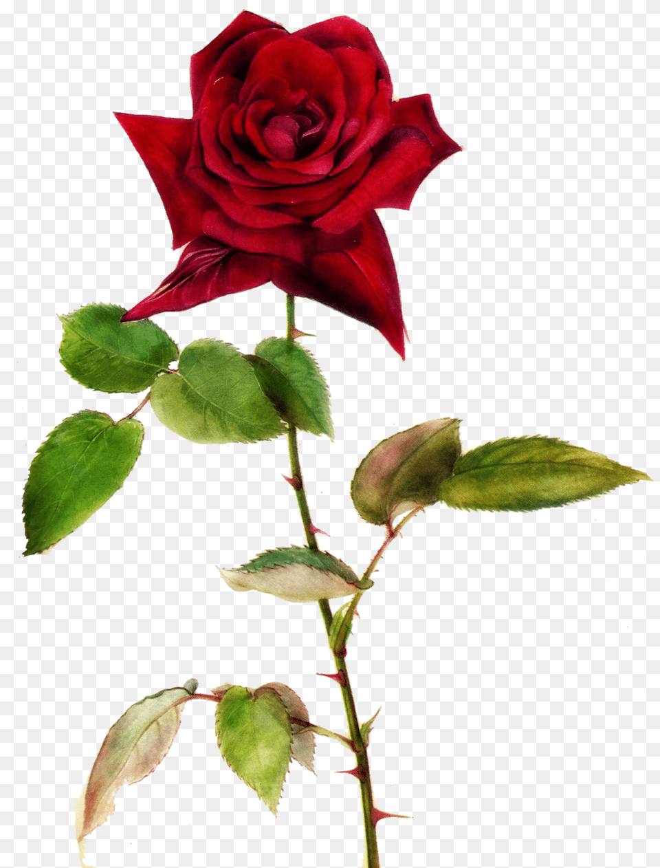 Romantic Red Roses Pictures, Flower, Plant, Rose Free Png Download