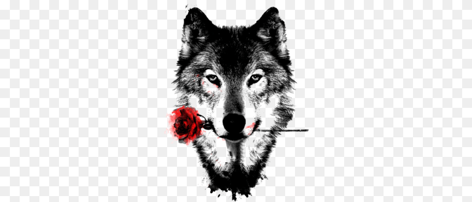 Romantic Wolf Tattoo Wolf Tattoo With Rose, Animal, Mammal, Flower, Plant Free Transparent Png