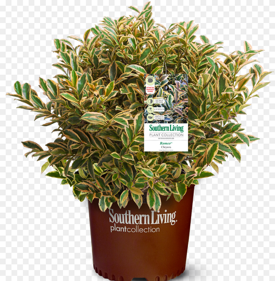 Romeo Cleyera In Branded Pot Main Southern Living, Plant, Potted Plant, Herbal, Herbs Free Png