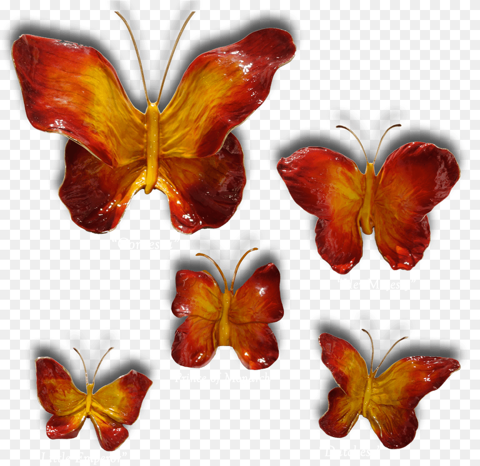 Ron Amp Sheila Ruiz Flame Butterfly Exposures International, Flower, Petal, Plant, Food Png
