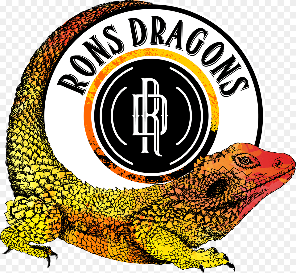 Rons Dragons Common Chameleon, Animal, Iguana, Lizard, Reptile Png Image