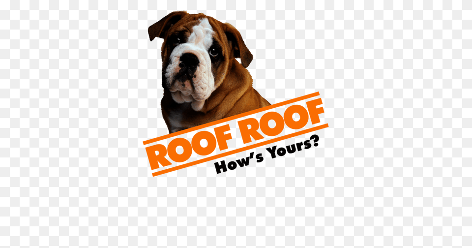 Roofing Contractor In Greenville Sc Roof Repair Replacement, Animal, Boxer, Bulldog, Canine Png