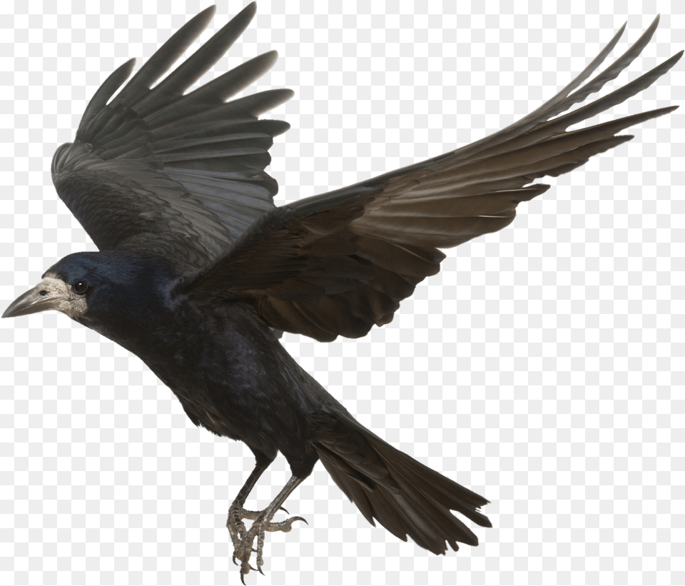 Rook Common Raven Bird Carrion Crow Flight Transparent Background Crow, Animal, Blackbird Png