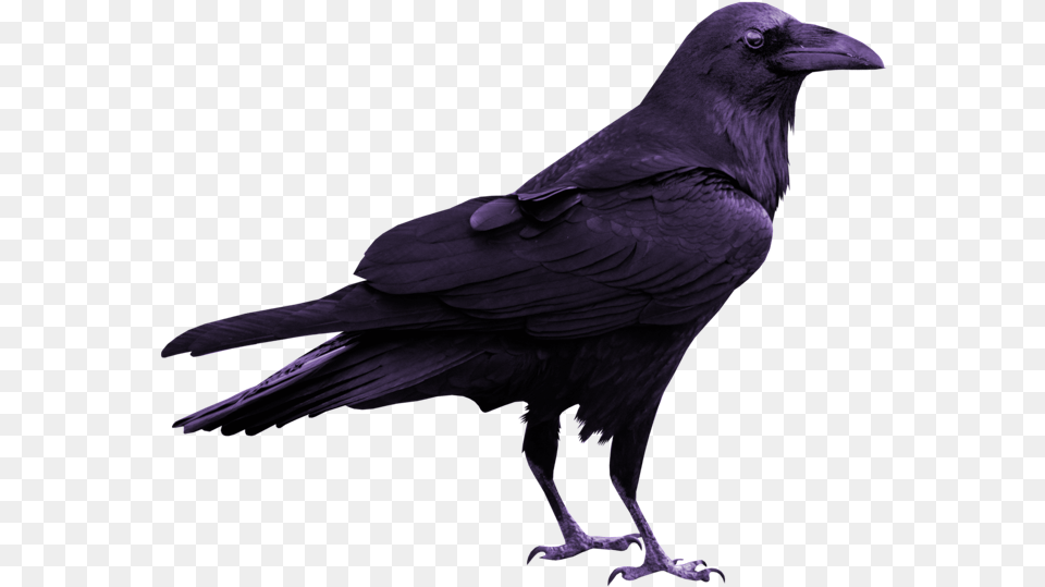 Rook Common Raven Silhouette, Animal, Bird, Crow, Blackbird Png Image