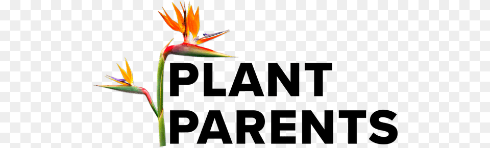 Room Parents, Flower, Plant, Bud, Sprout Png