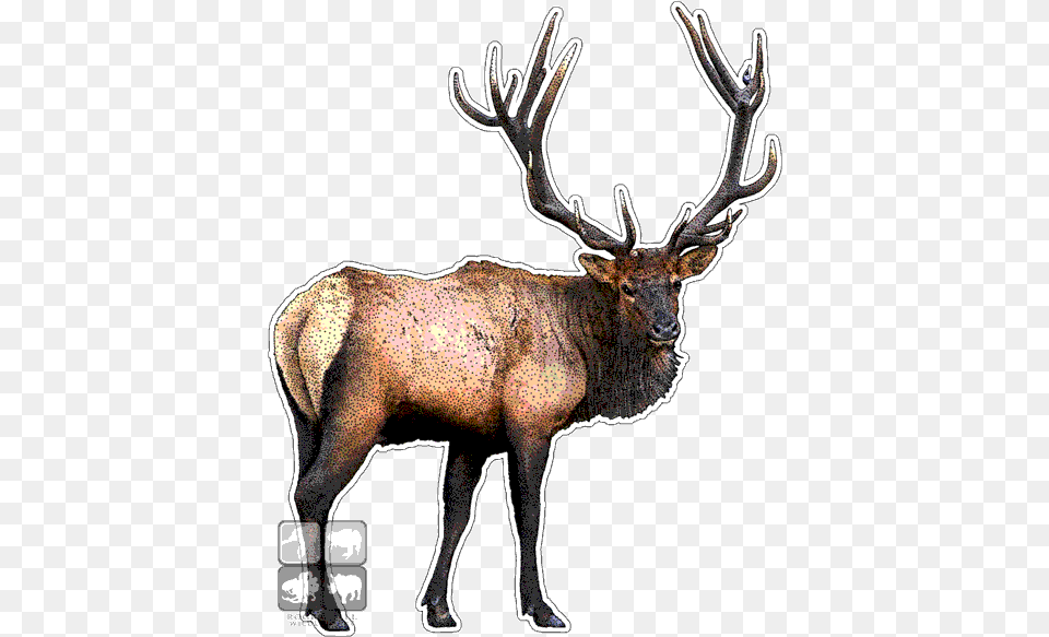 Roosevelt Elk Decal Roosevelt Elk Throw Blanket, Animal, Deer, Mammal, Wildlife Free Transparent Png