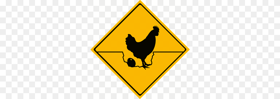 Rooster Animal, Bird, Chicken, Fowl Png