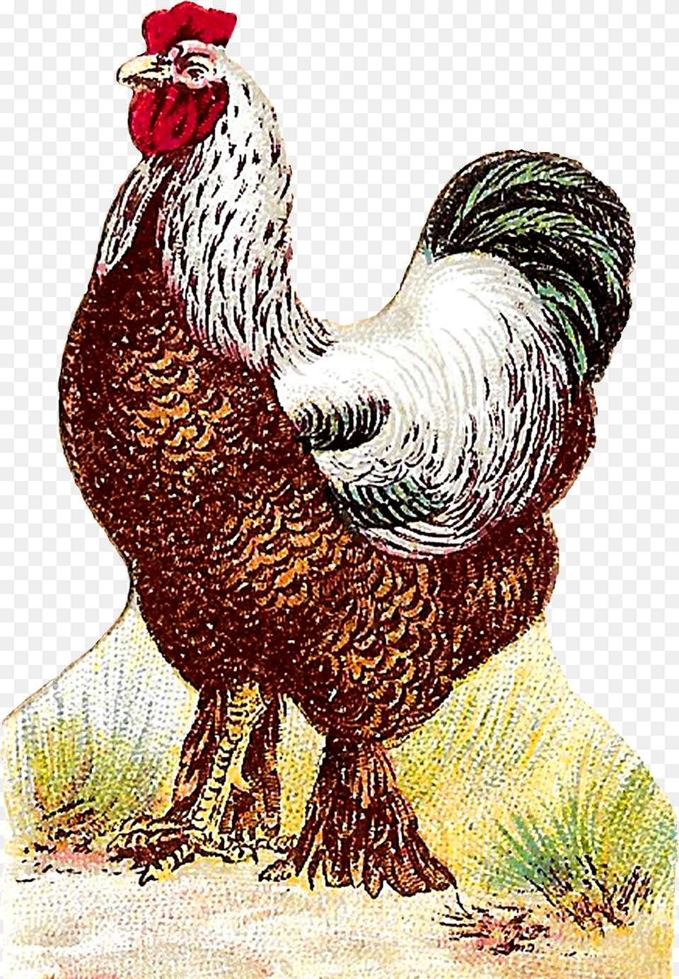 Rooster, Animal, Bird, Chicken, Fowl Png