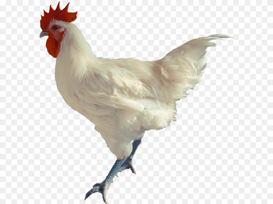 Rooster, Animal, Bird, Chicken, Fowl Png