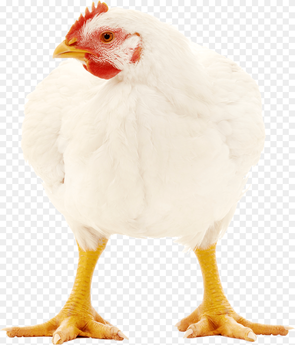 Rooster, Animal, Bird, Chicken, Fowl Png