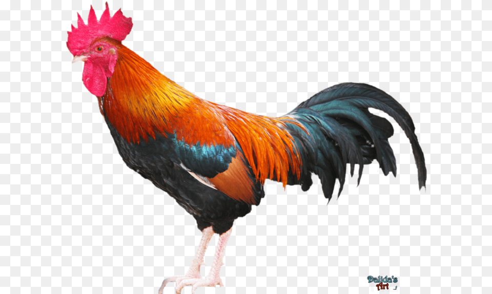 Rooster 2 Image Rooster, Animal, Bird, Chicken, Fowl Png