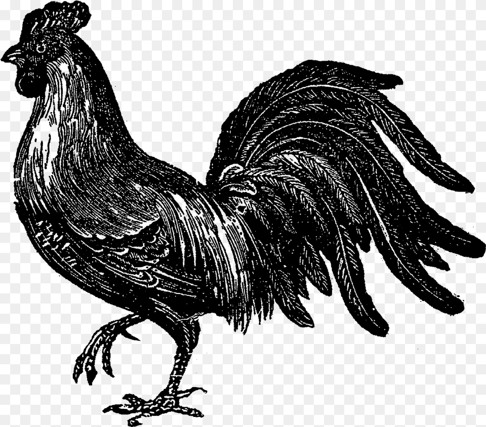 Rooster, Silhouette, Person Free Png