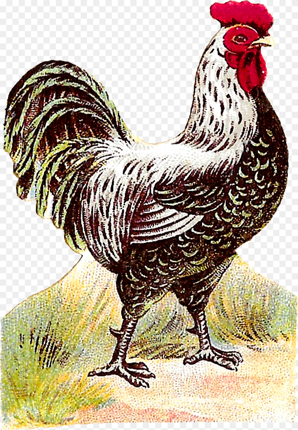 Rooster, Animal, Bird, Chicken, Fowl Free Png Download