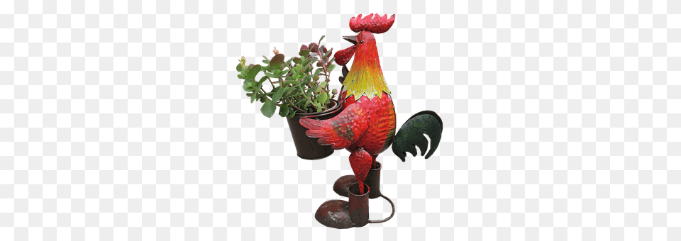 Rooster Plant, Potted Plant, Pottery, Jar Free Png