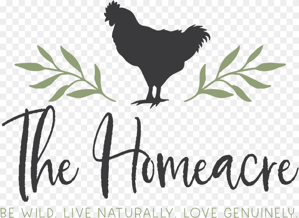 Rooster, Animal, Bird, Chicken, Fowl Png Image