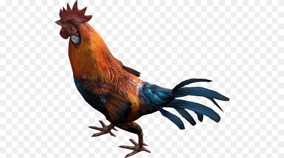 Rooster, Animal, Bird, Chicken, Fowl Free Png Download