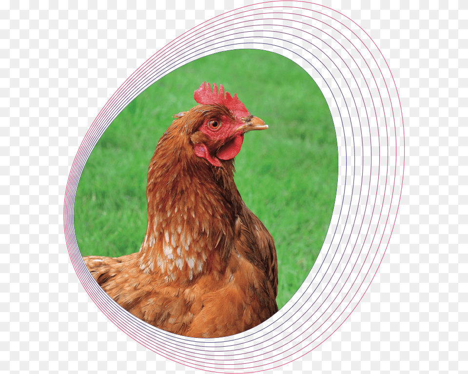 Rooster, Animal, Bird, Chicken, Fowl Free Png