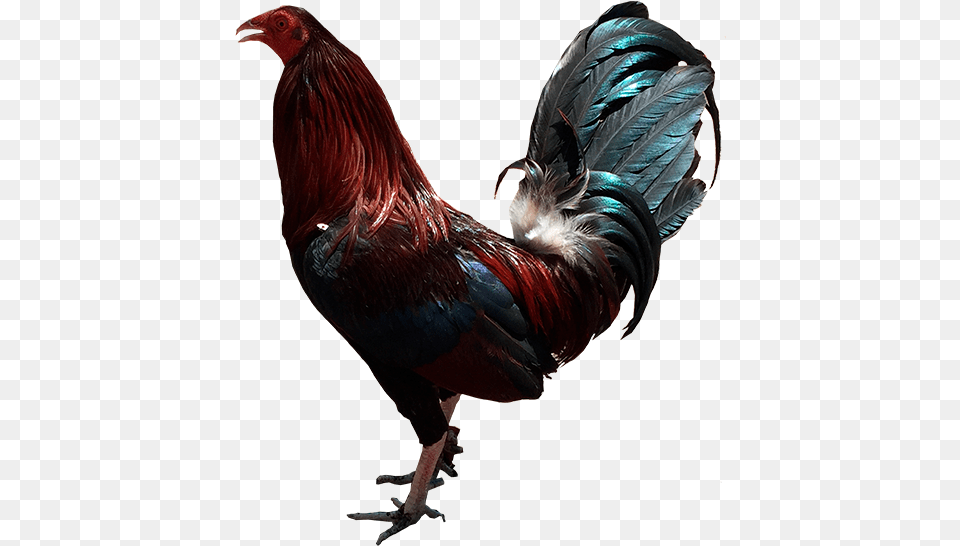 Rooster, Animal, Bird, Chicken, Fowl Free Transparent Png