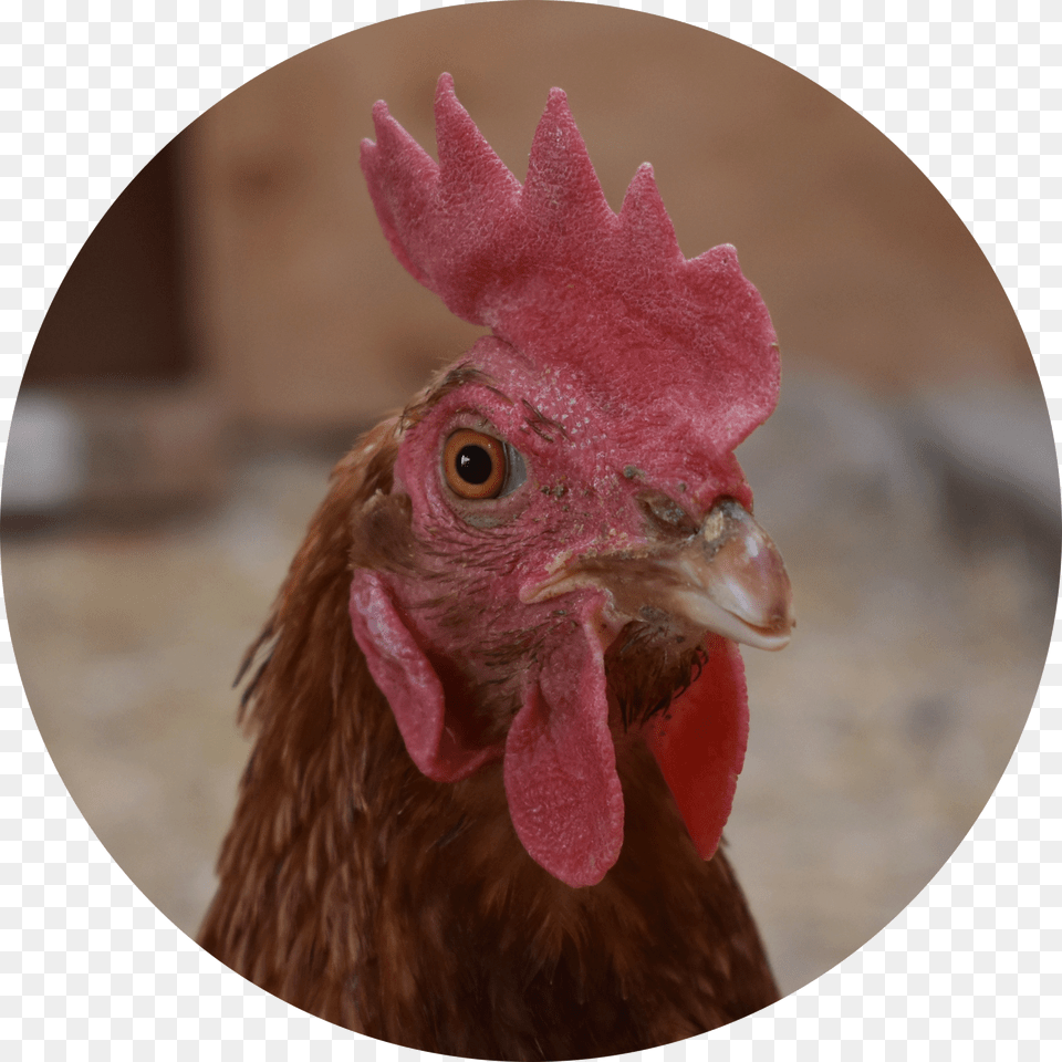 Rooster, Animal, Bird, Chicken, Fowl Png