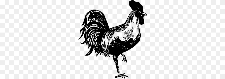 Rooster Gray Free Png Download